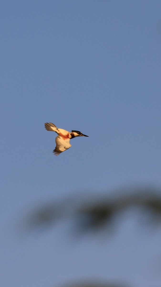 Belted Kingfisher - ML474080061