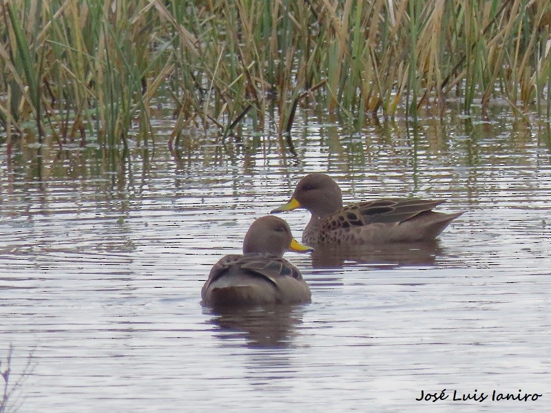 Yellow-billed Teal - ML474080411