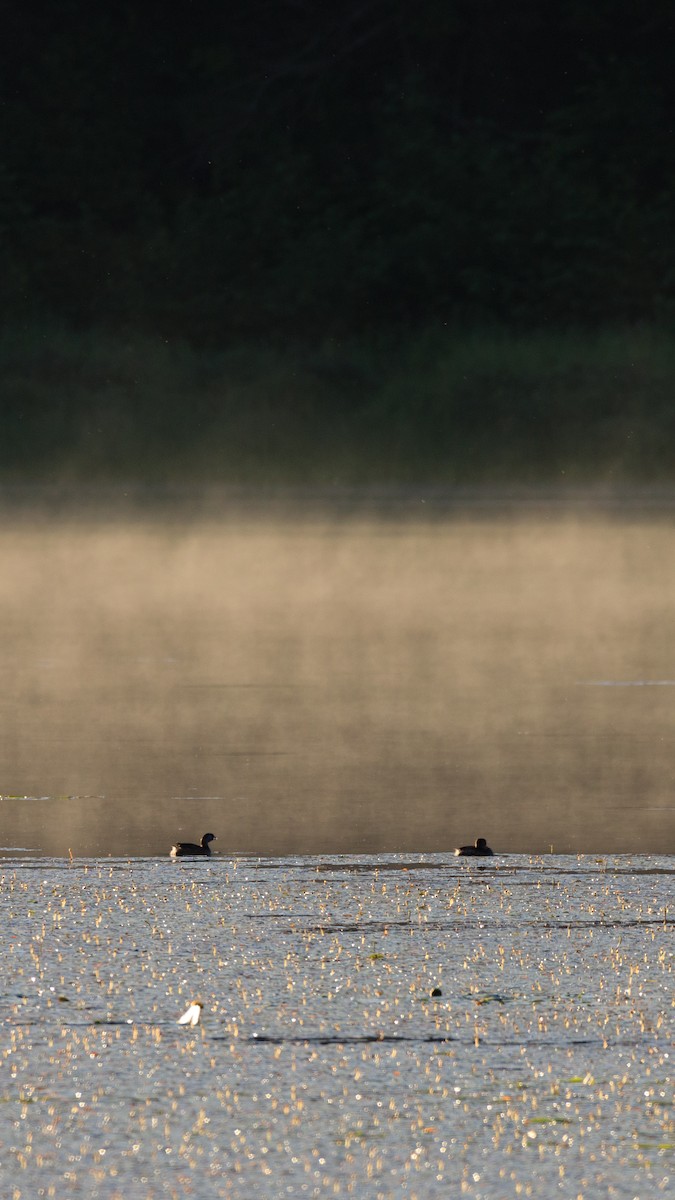 Pied-billed Grebe - ML474080861