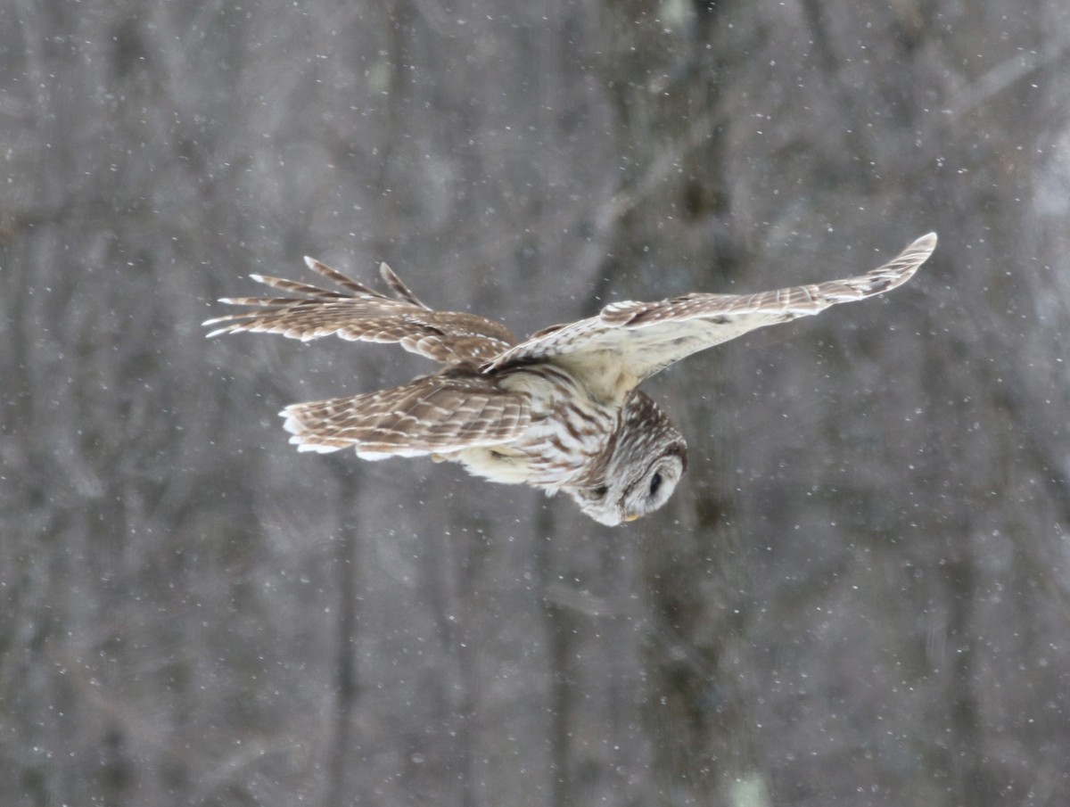 Barred Owl - ML47408251