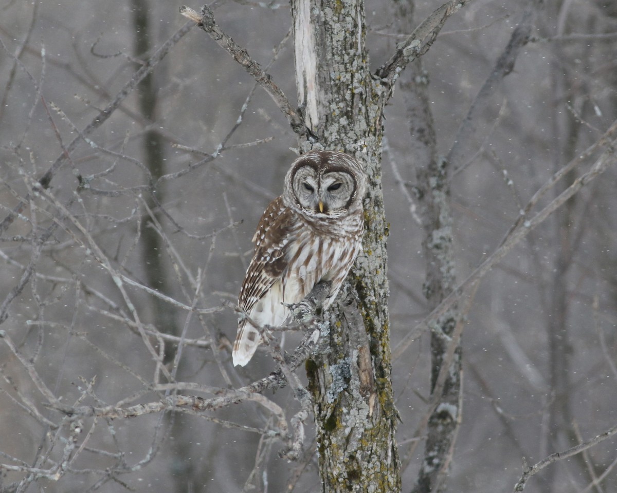 Barred Owl - ML47408261