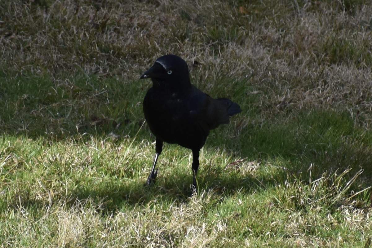 Torresian Crow - ML474084311