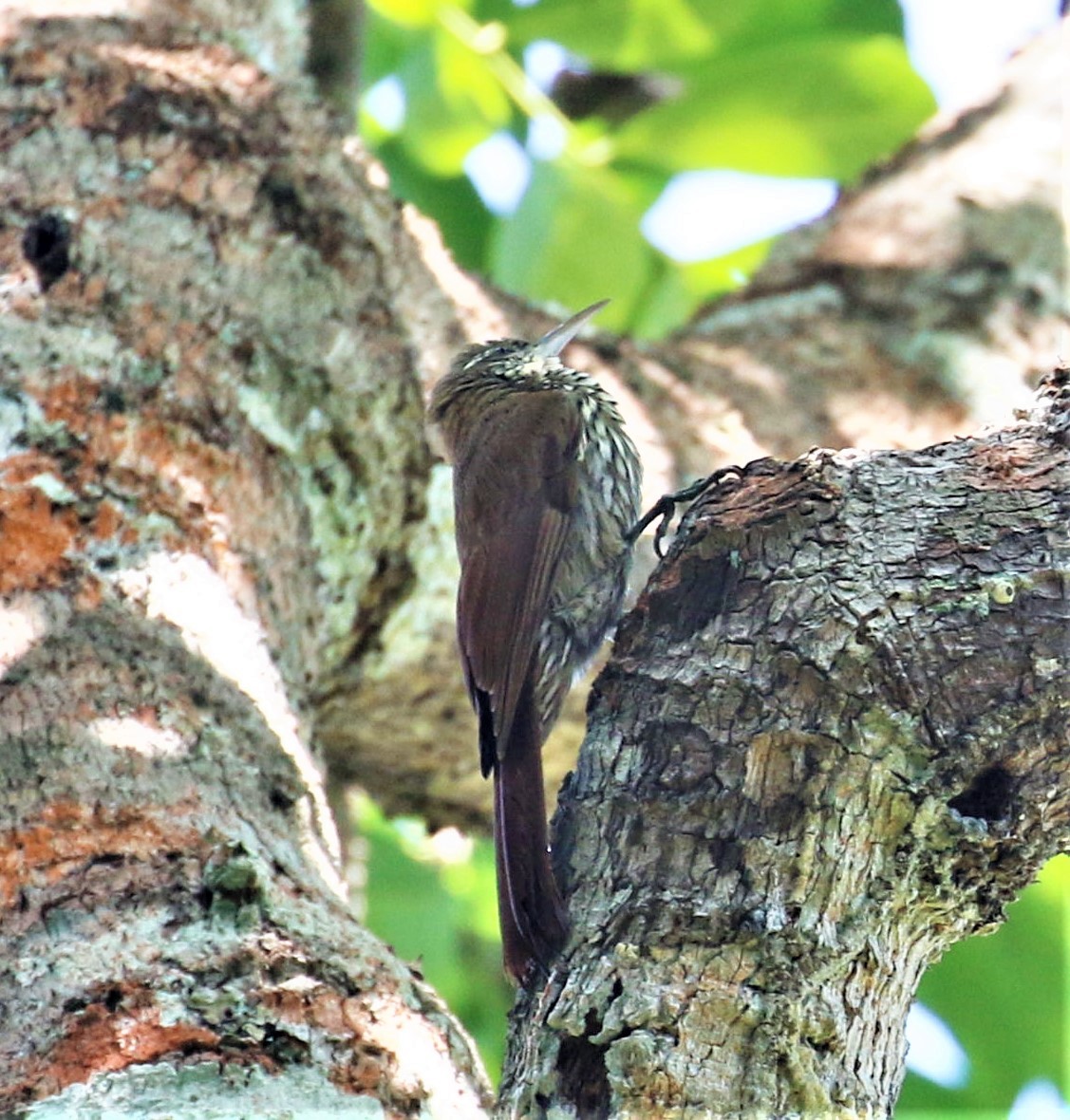 Dusky-capped Woodcreeper (Layard's) - ML474084351