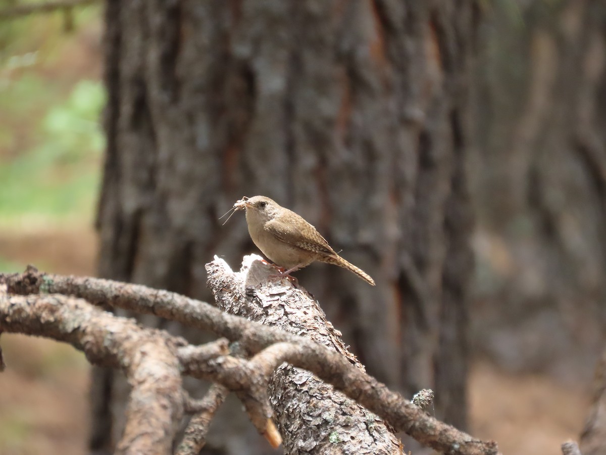 House Wren (Brown-throated) - ML474085191