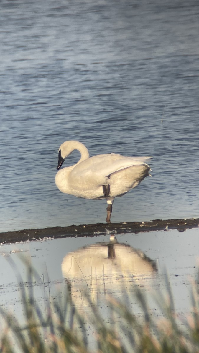 Trumpeter Swan - ML474085311