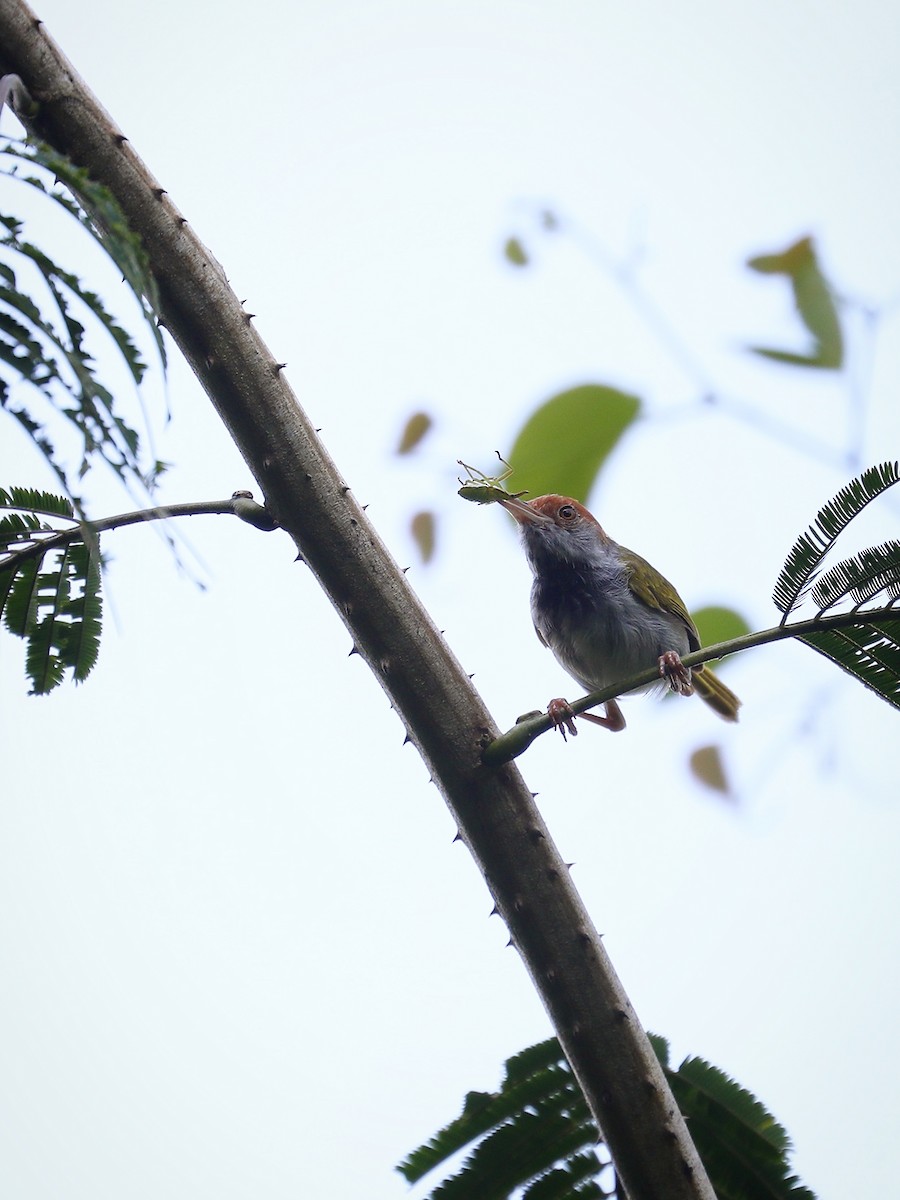 Dark-necked Tailorbird - ML474086001