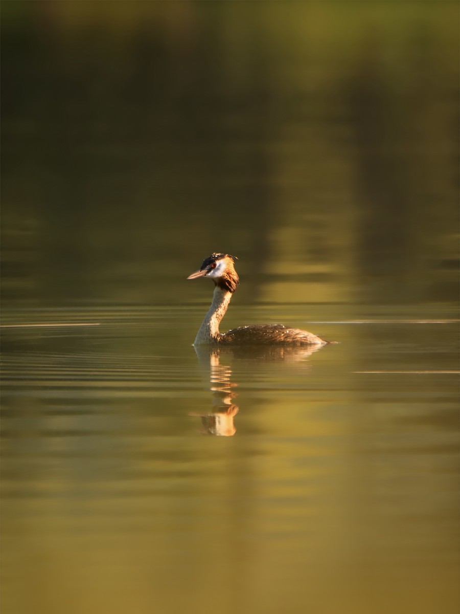 Great Crested Grebe - ML474086251