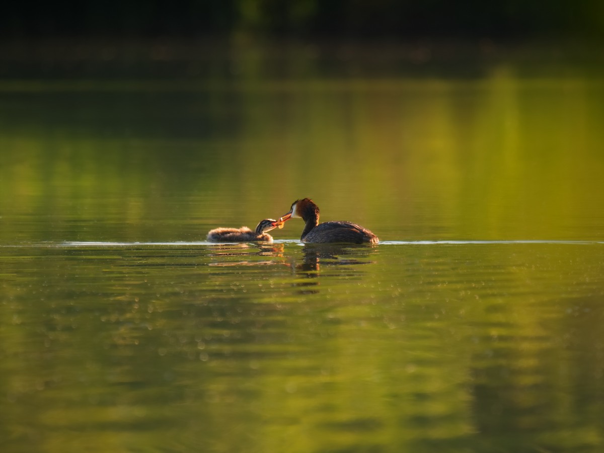 Great Crested Grebe - ML474086261