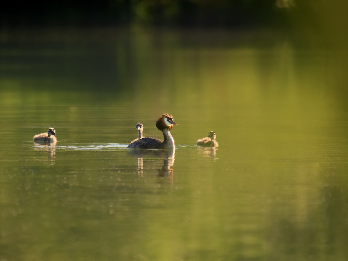 Great Crested Grebe - ML474086271