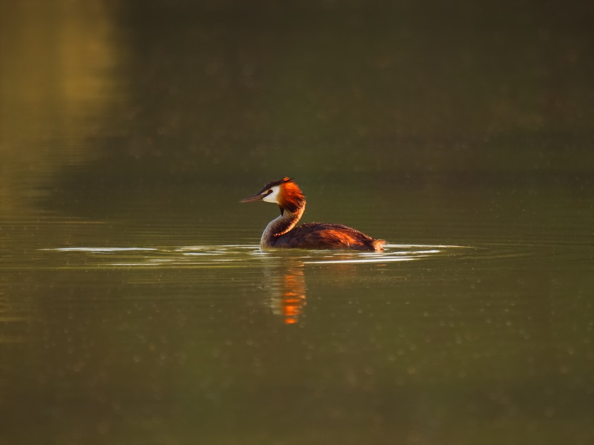 Great Crested Grebe - ML474086281