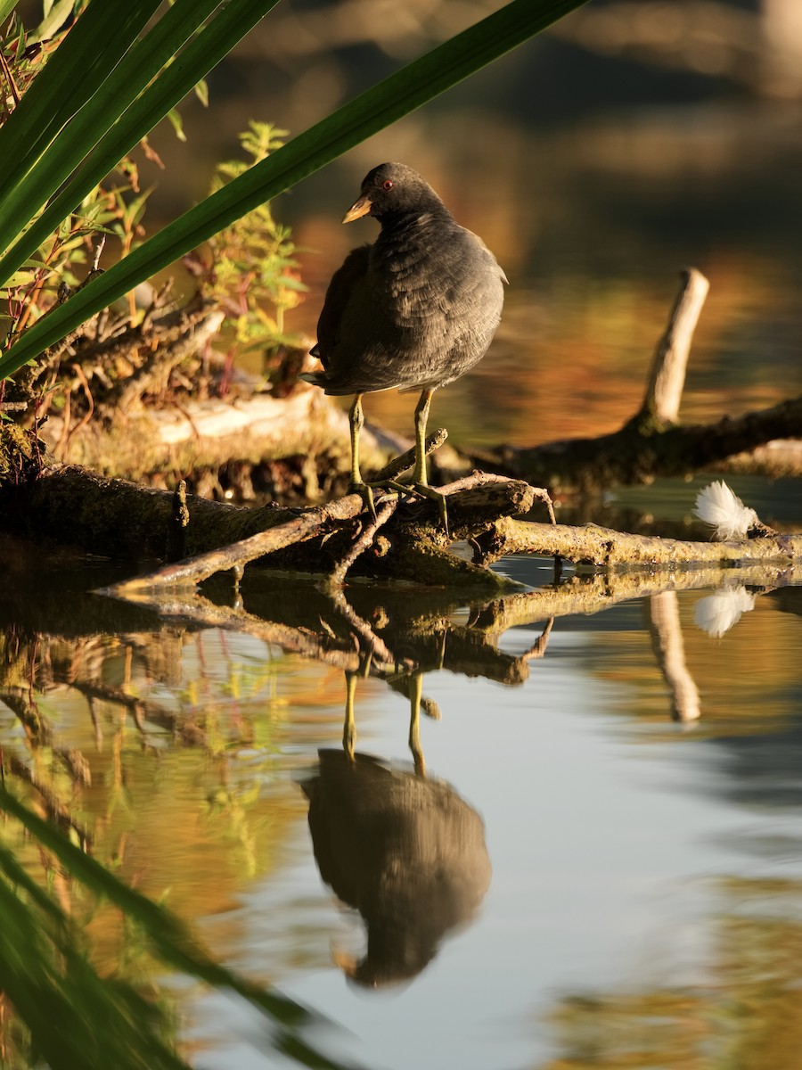 Eurasian Moorhen - ML474086631