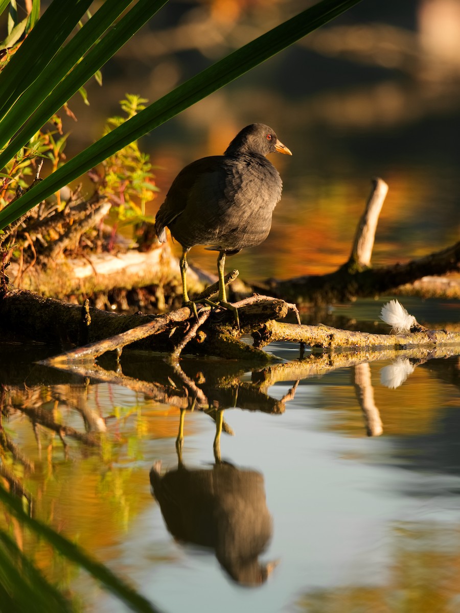 Eurasian Moorhen - ML474086651