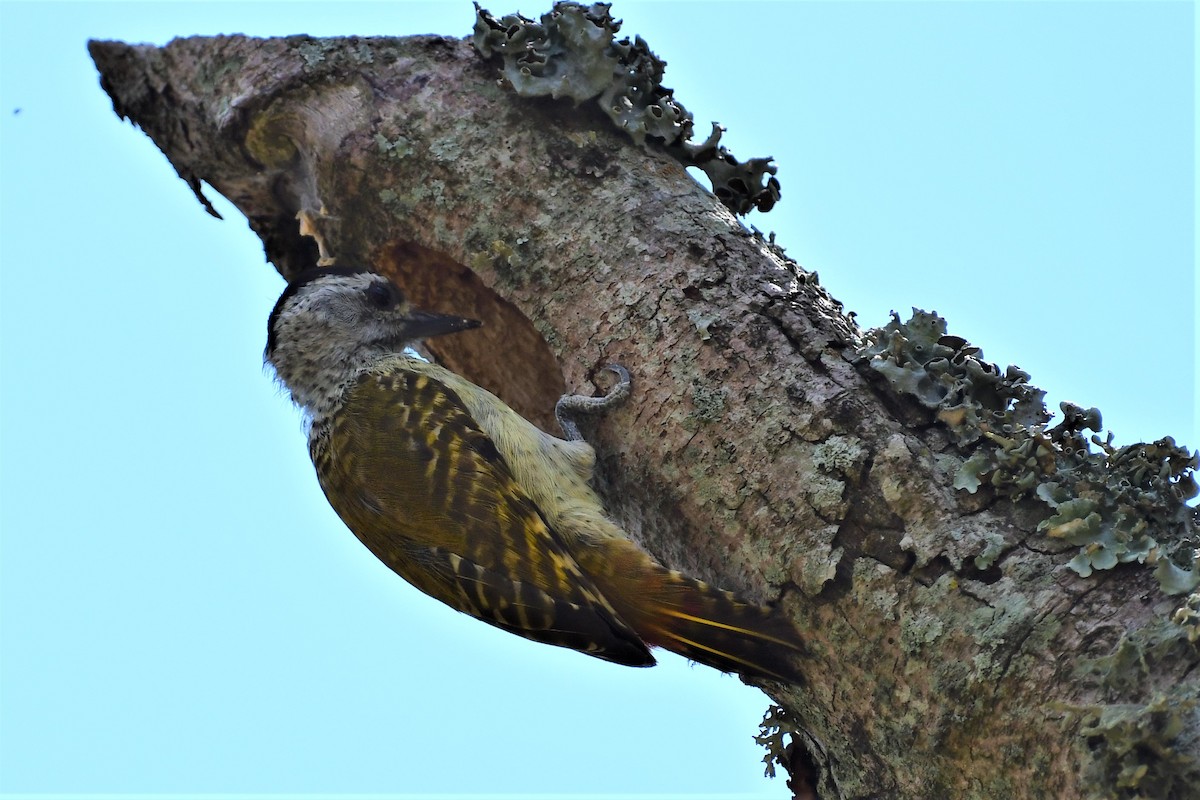 Speckle-breasted Woodpecker - Ian Brown