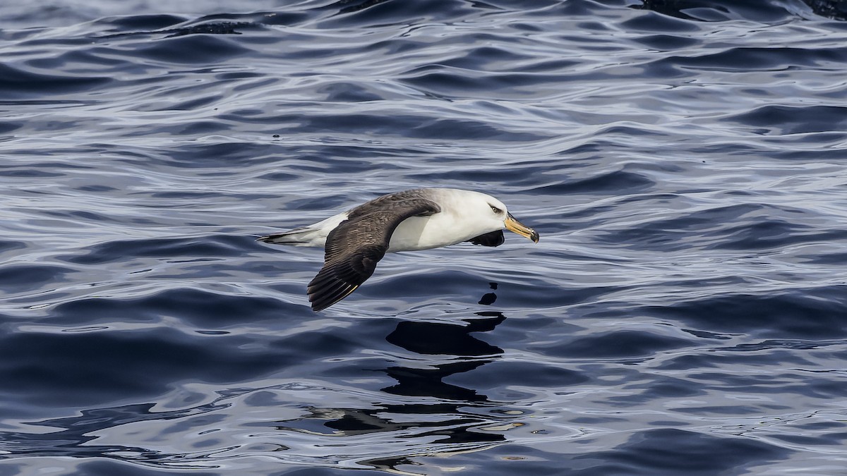 Albatros à sourcils noirs (impavida) - ML474087441