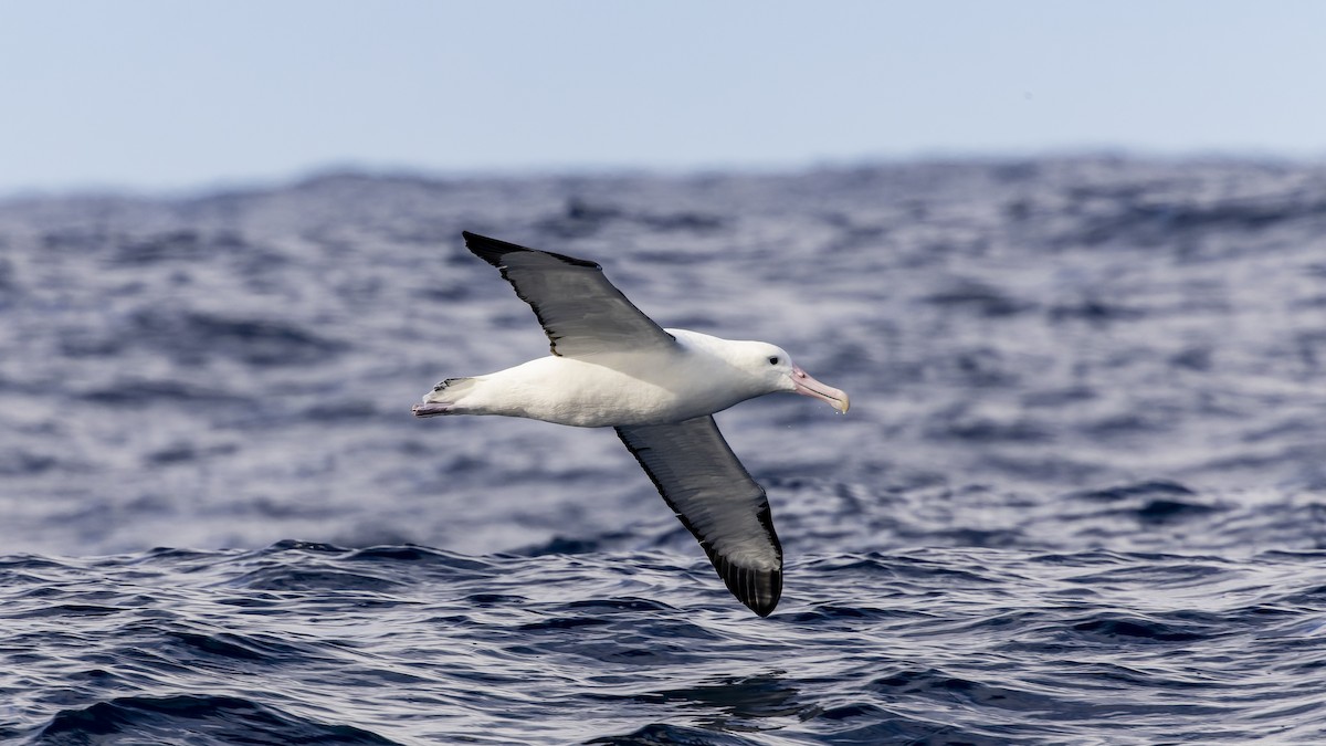 Northern Royal Albatross - Ernest Tong