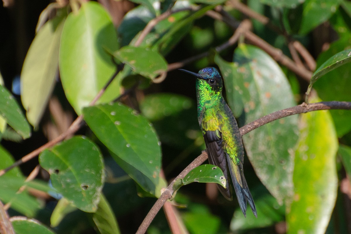 kolibřík fialovotemenný - ML474087981