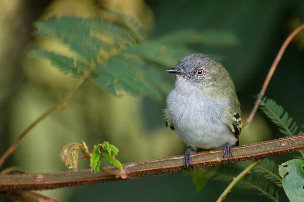 Gray-headed Elaenia - ML474088101