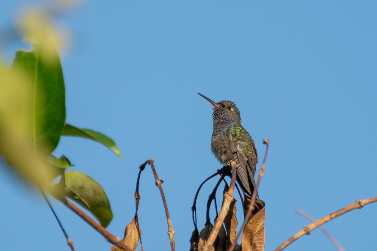 kolibřík safírový - ML474088111