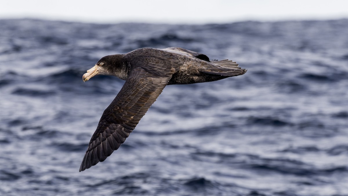 Northern Giant-Petrel - Ernest Tong