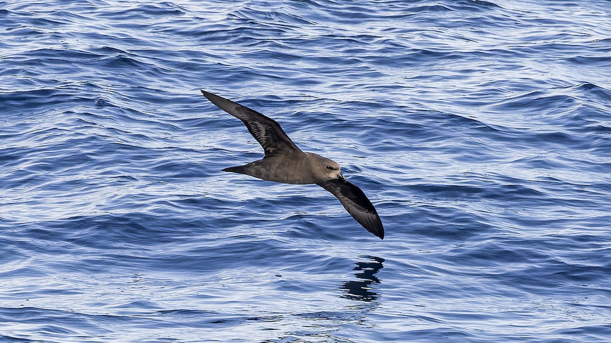 Great-winged Petrel - Ernest Tong