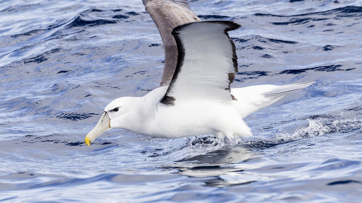 Albatros à cape blanche - ML474088531