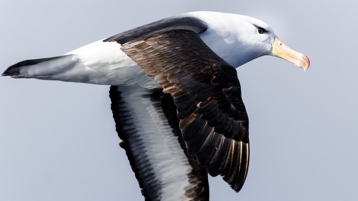 Black-browed Albatross (Black-browed) - Ernest Tong