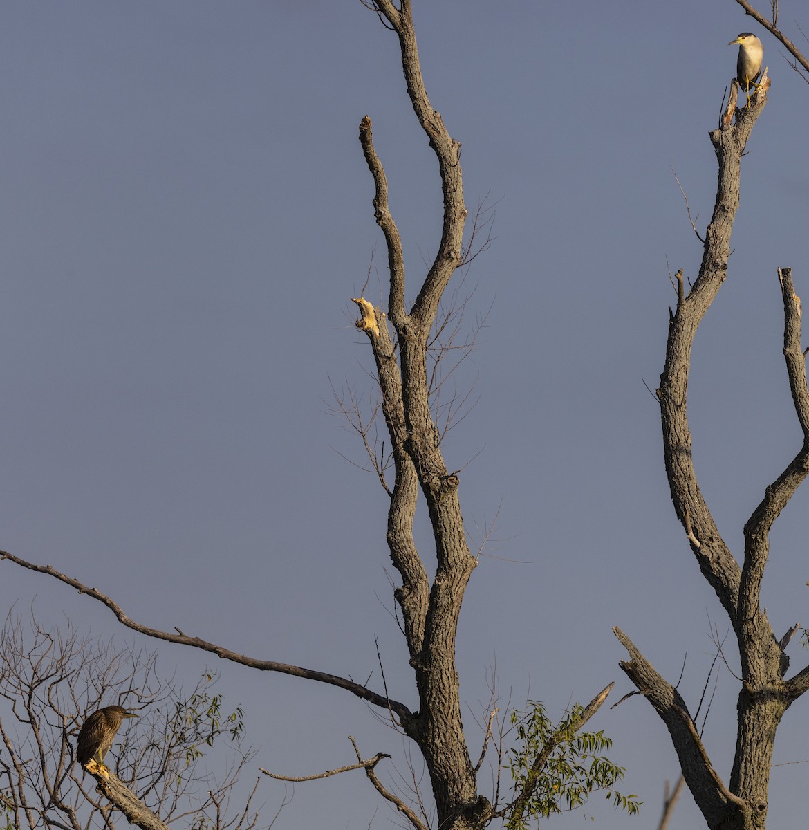 Black-crowned Night Heron - ML474089121