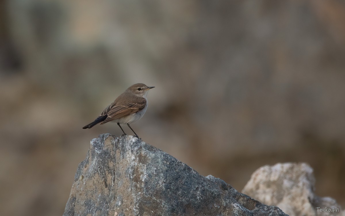 Spot-billed Ground-Tyrant - Carlos Maure