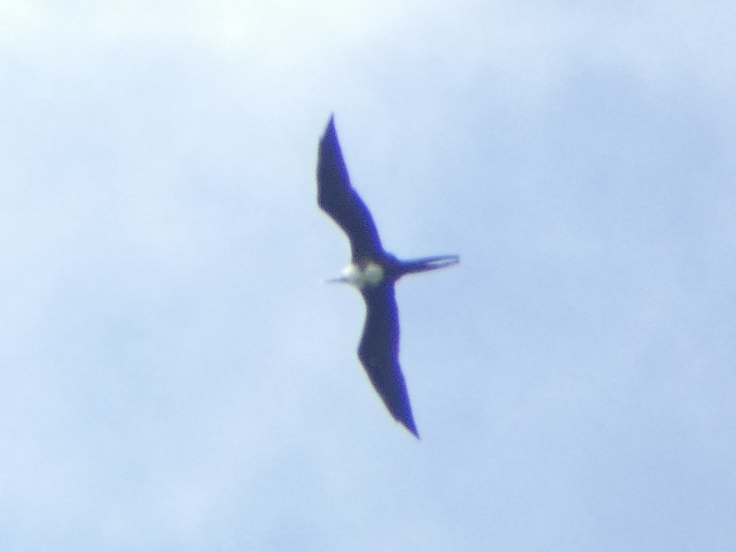 Magnificent Frigatebird - Christopher Rustay