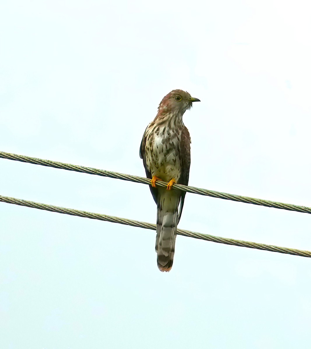 Common Hawk-Cuckoo - ML474092521