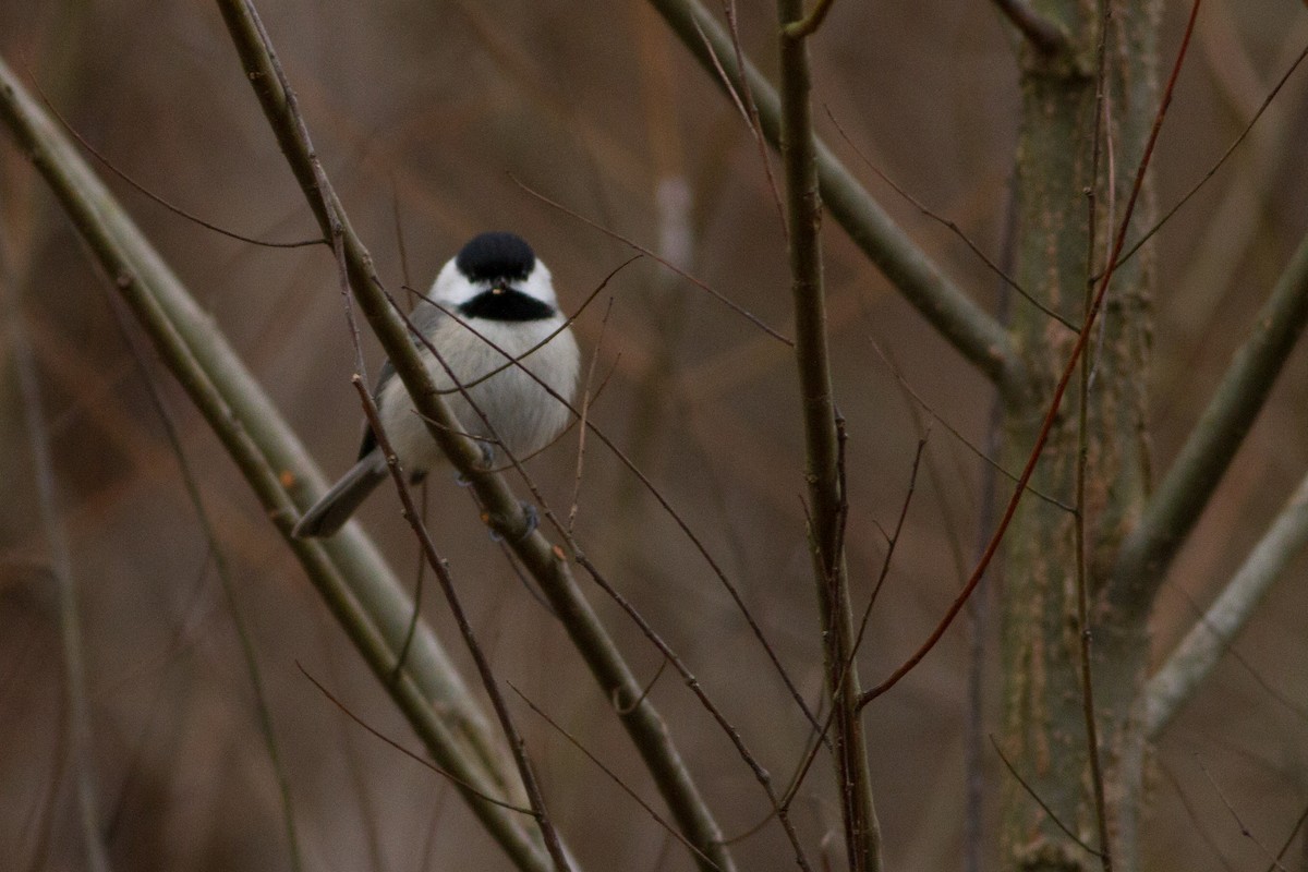 Carolina Chickadee - ML47409281