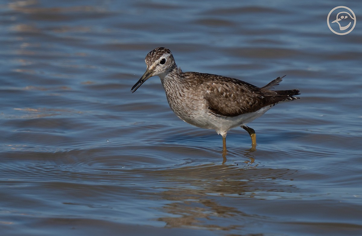 Wood Sandpiper - ML474093131
