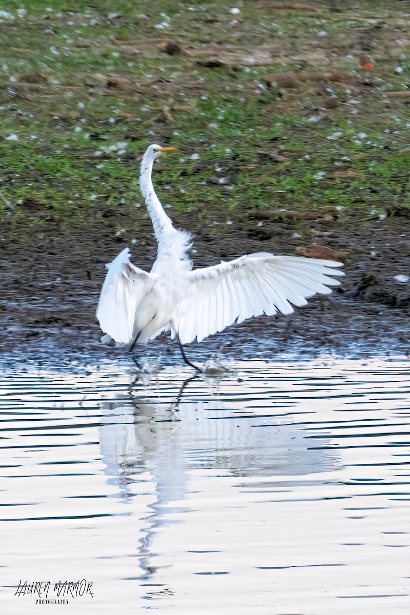 Great Egret - ML474093241
