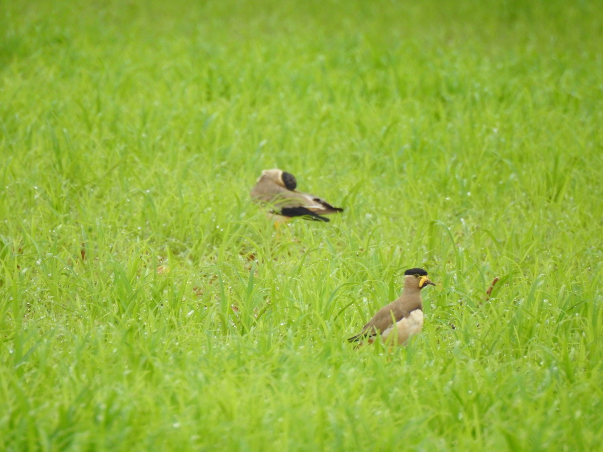 Yellow-wattled Lapwing - ML474093261