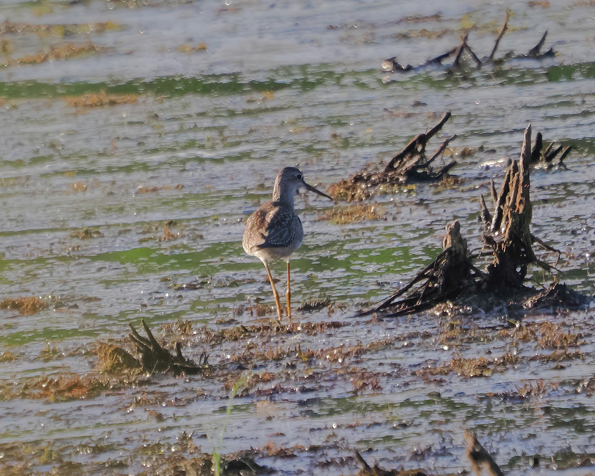 Lesser Yellowlegs - ML474093771