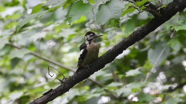 Himalayan Woodpecker - ML474095041