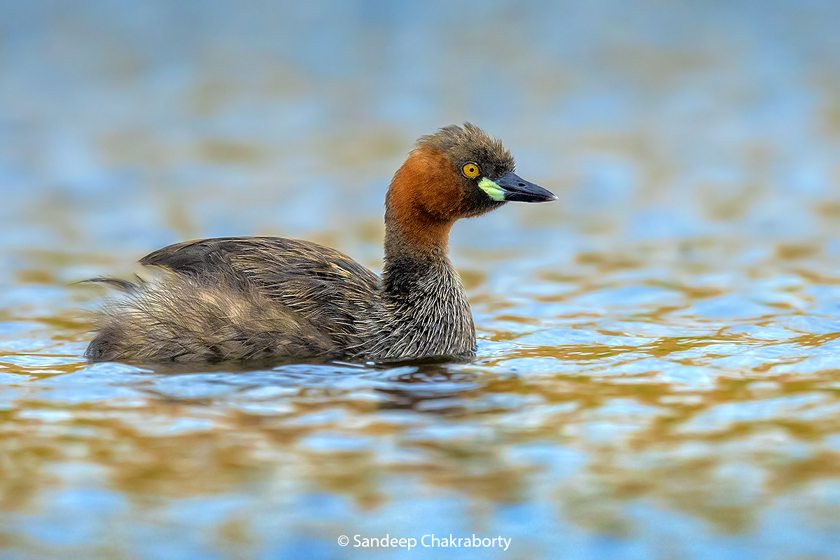 Little Grebe - ML474096081