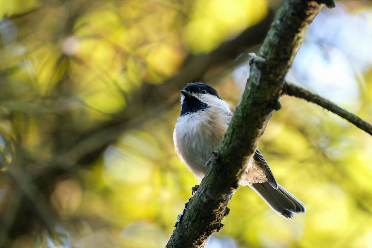 Black-capped Chickadee - ML474096641