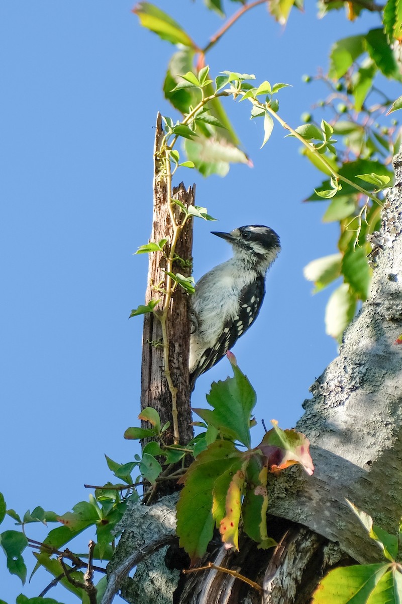 Downy Woodpecker - ML474096771