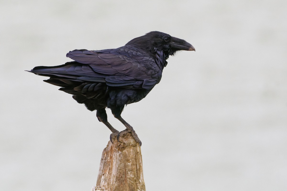 Common Raven - ML474096791