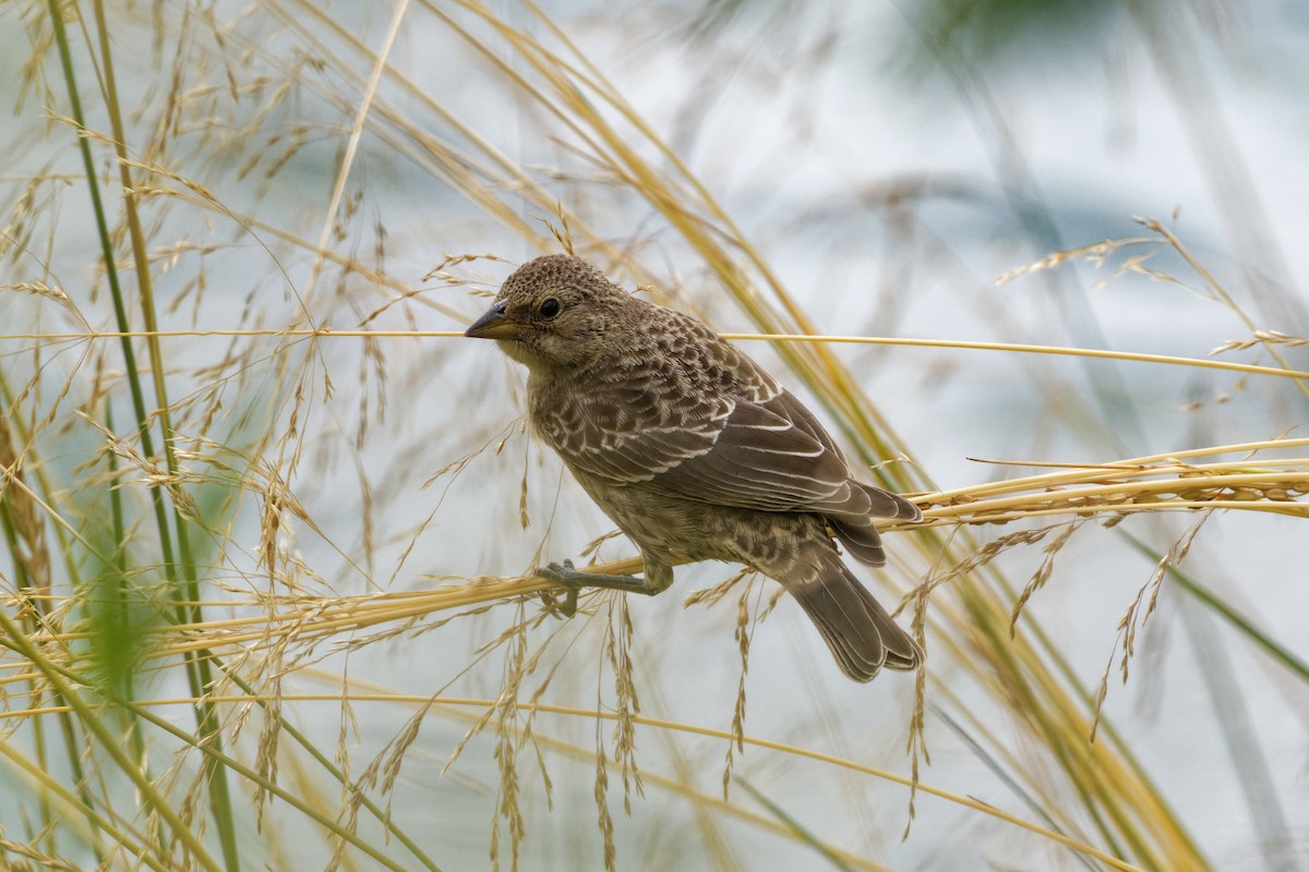 Red-winged Blackbird - ML474096821