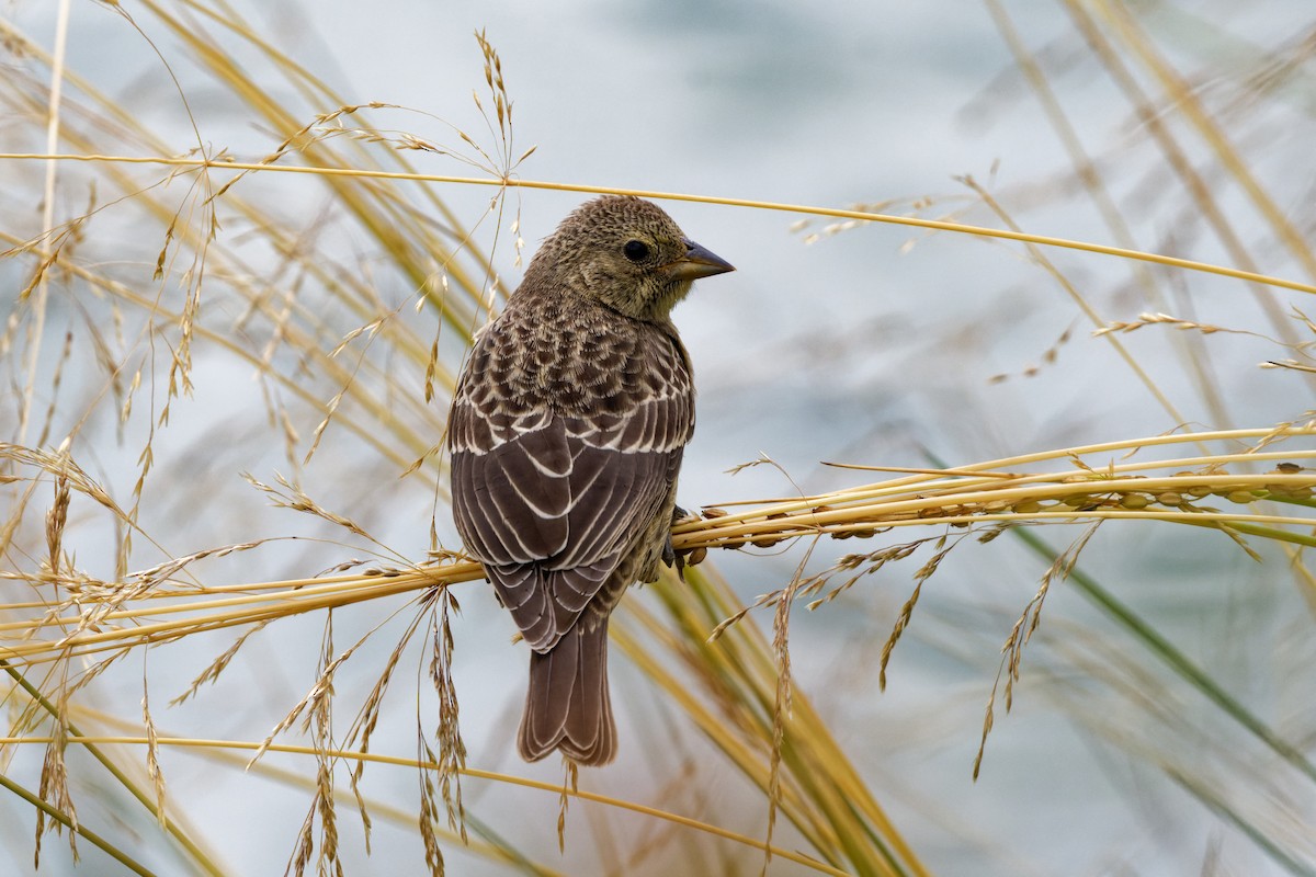 Red-winged Blackbird - ML474096831