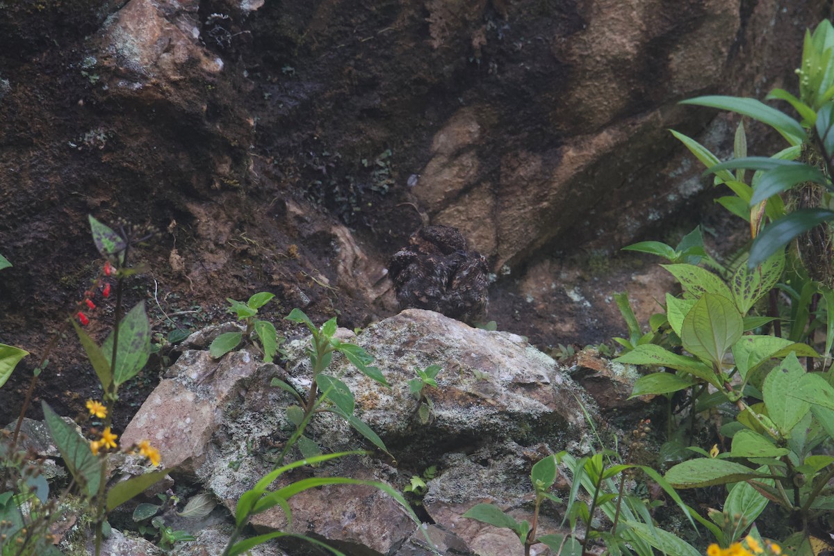 Lyre-tailed Nightjar - ML474096881