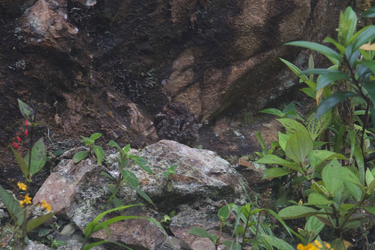 Lyre-tailed Nightjar - ML474096891