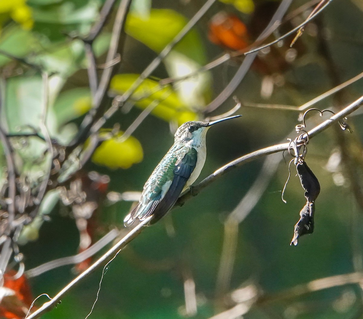Ruby-throated Hummingbird - ML474096941