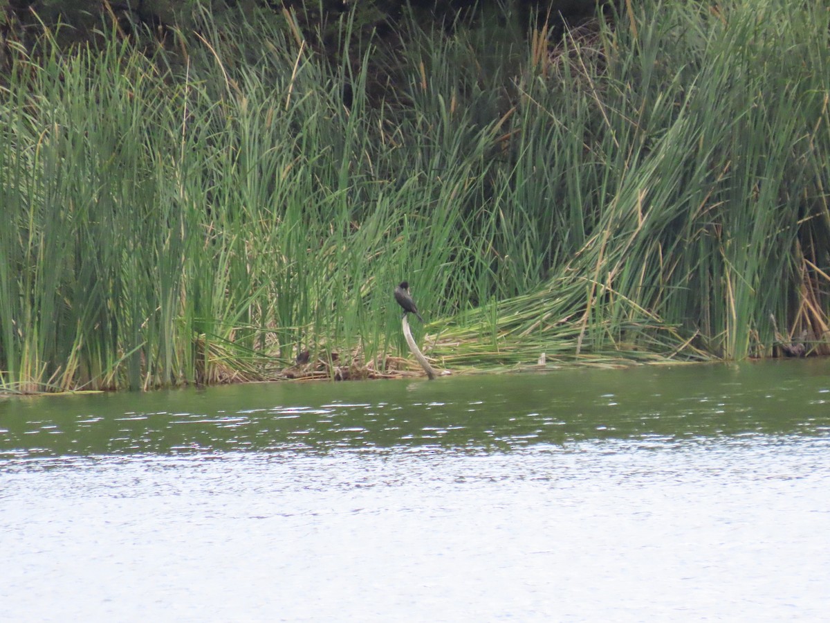 Green Heron - ML474097331