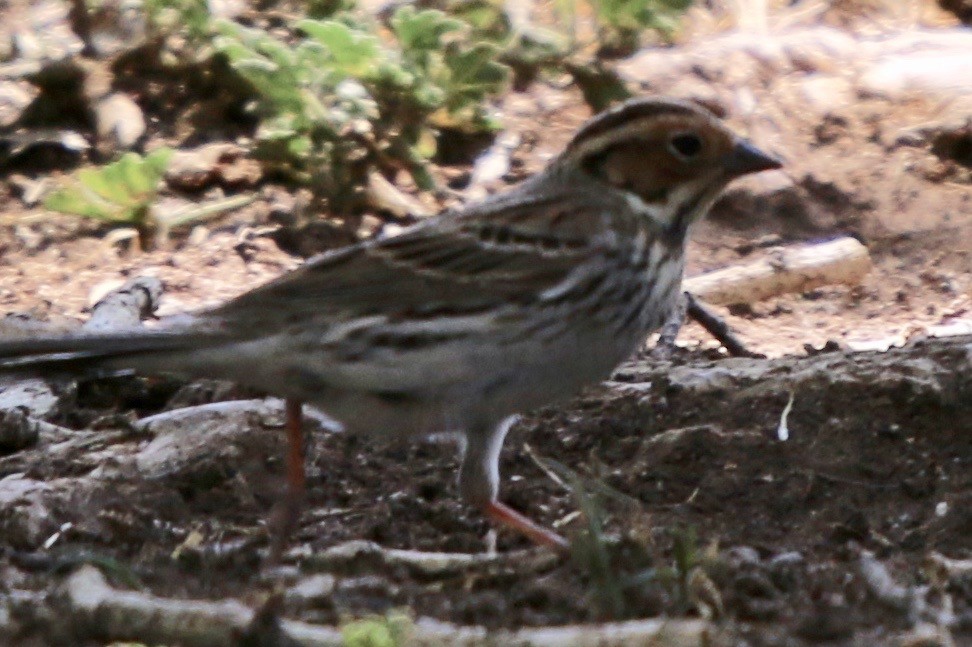 Little Bunting - ML474097391