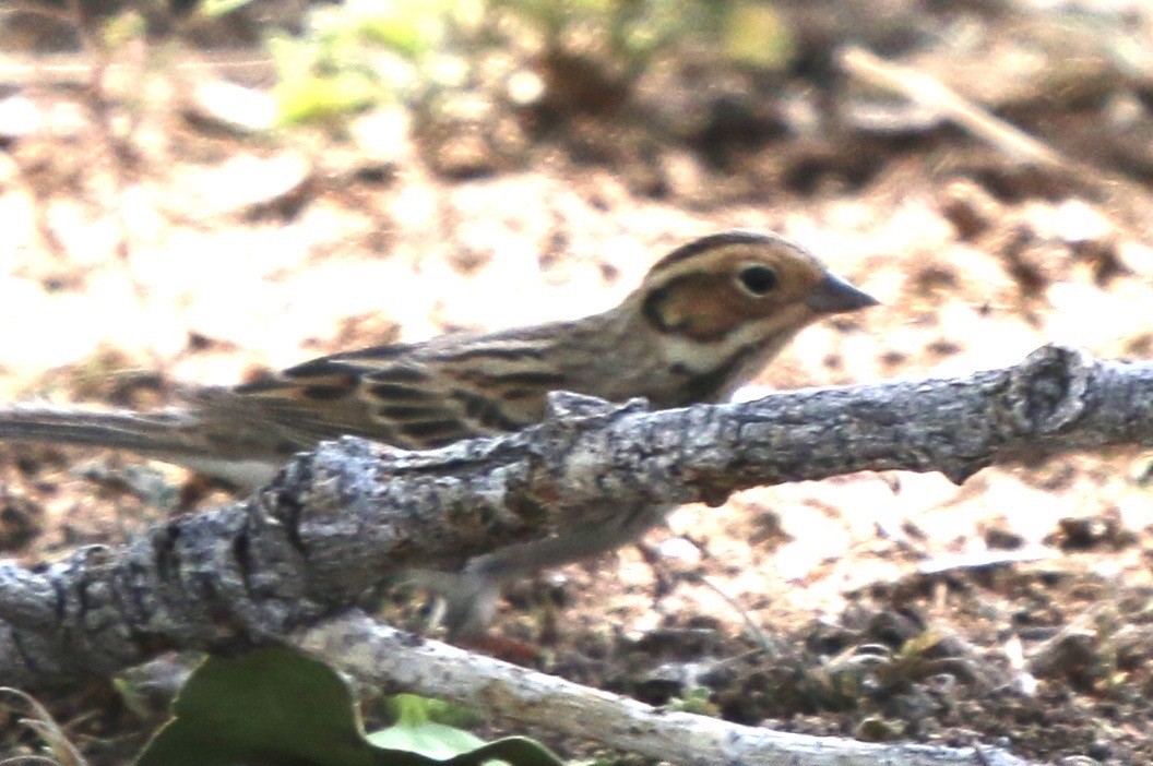 Little Bunting - ML474097411