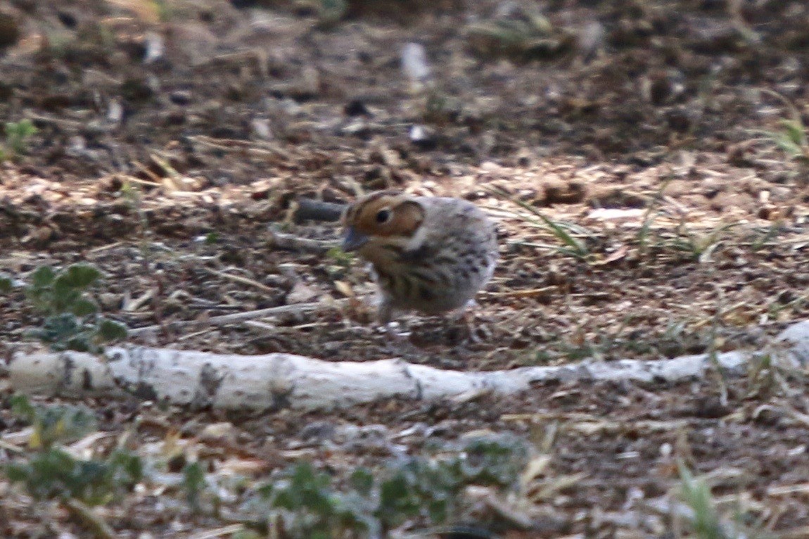 Little Bunting - ML474097431