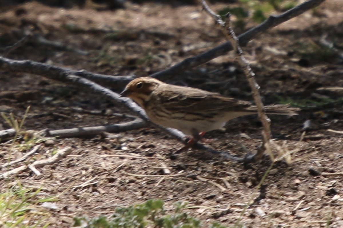 Little Bunting - ML474097451